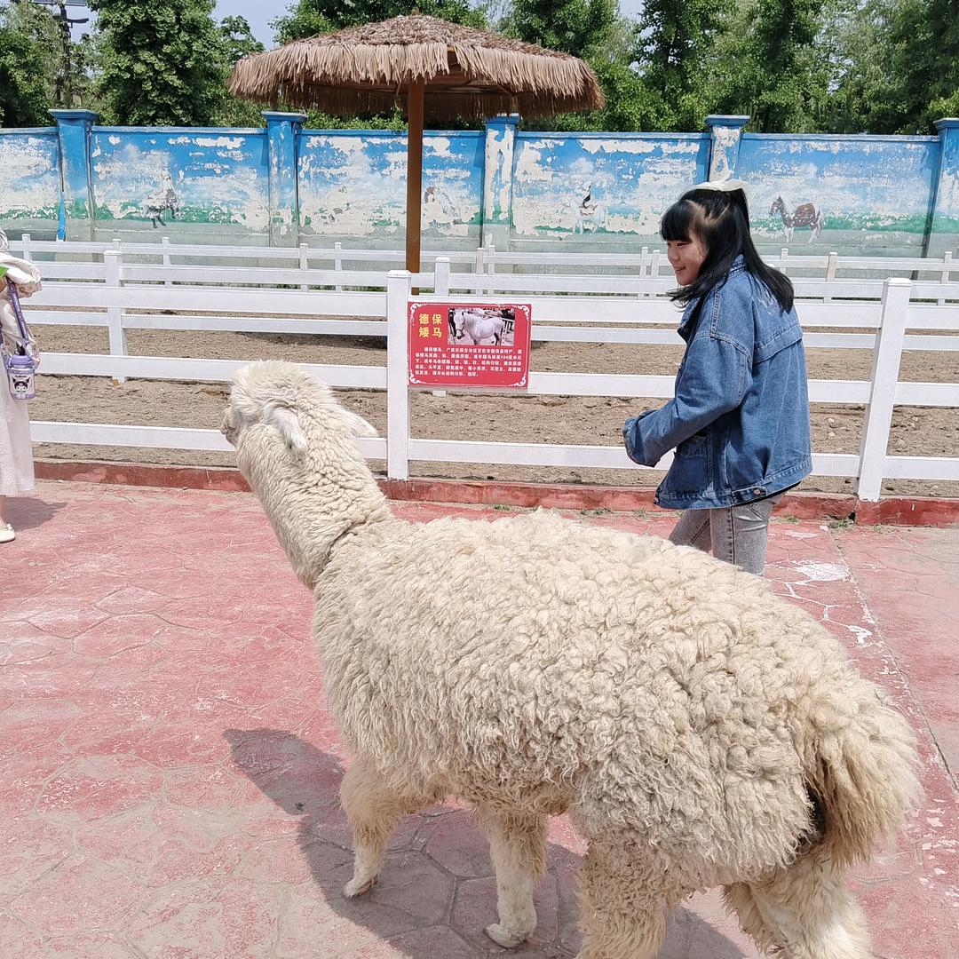 傻春(自力更生)