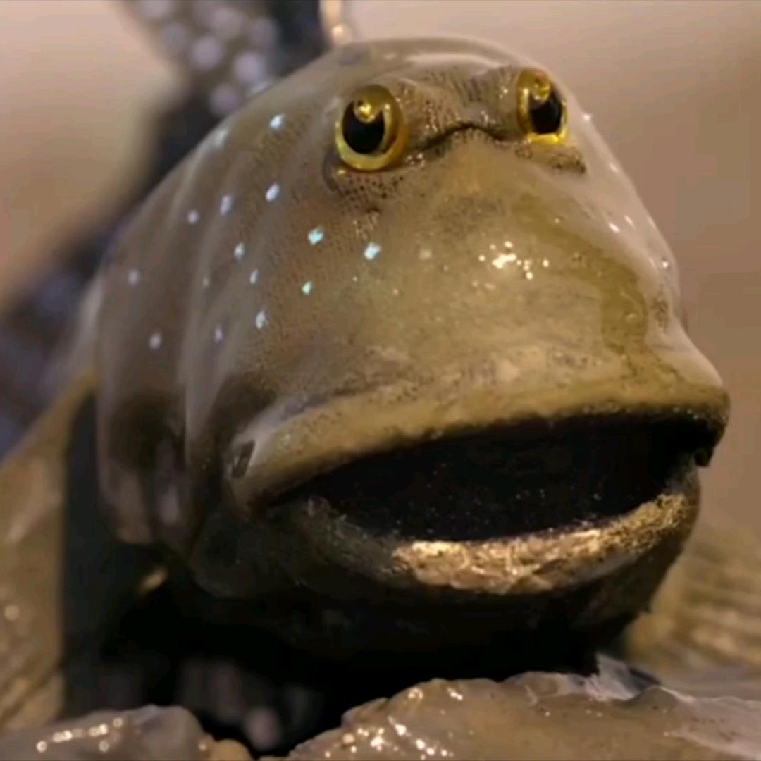 二黑Lure🎣