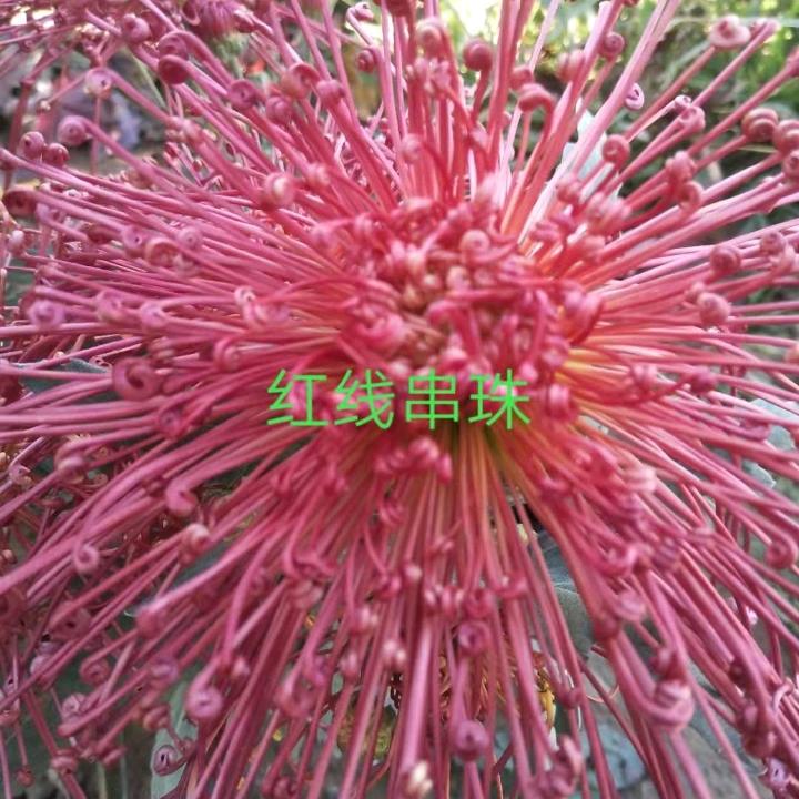 龙园花卉