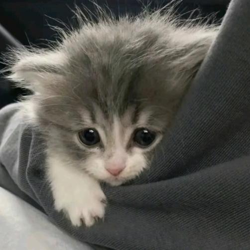 天意