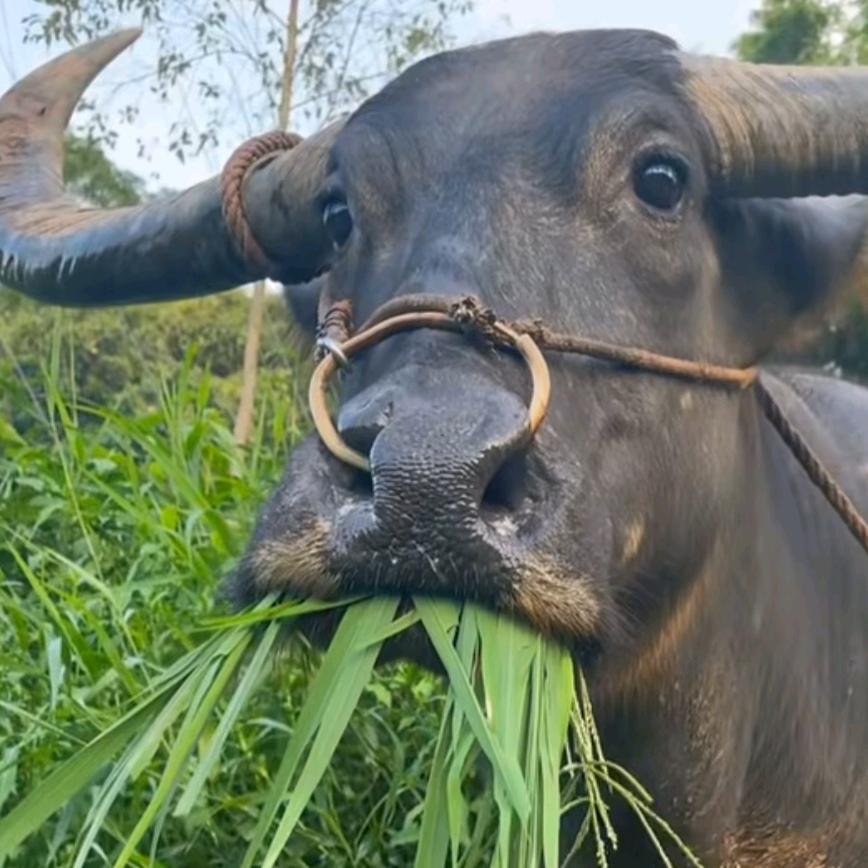 长株潭第一皮怪