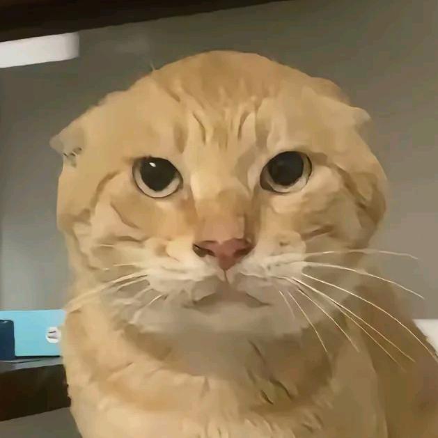 耄耋