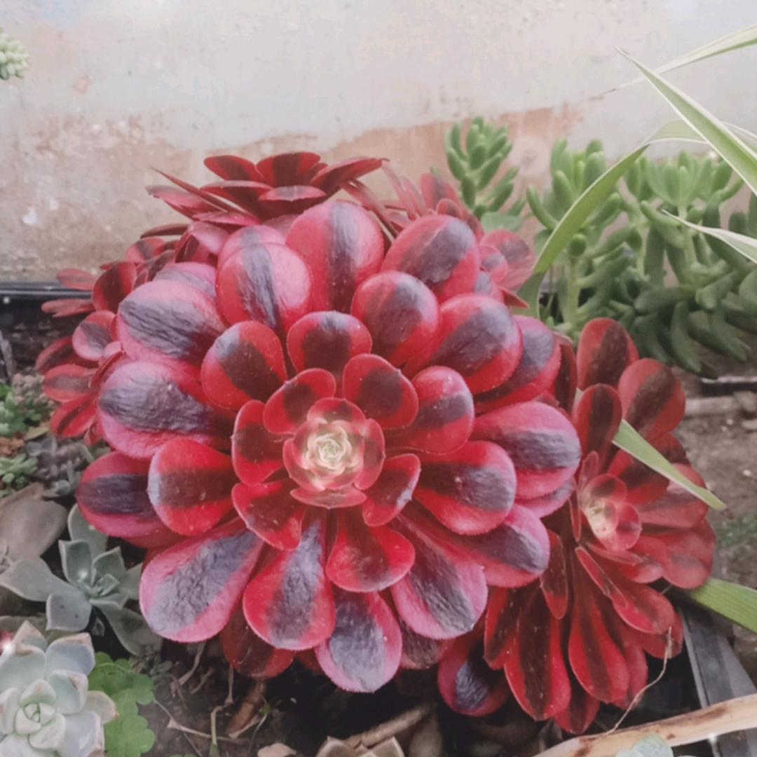 春天的花