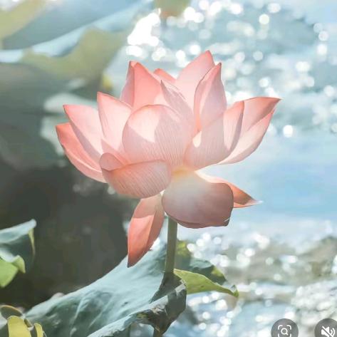 竹风雅梦🌹🌹