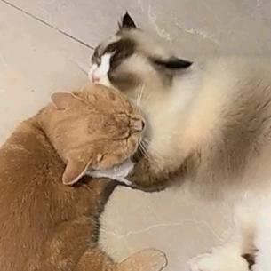 ⁺✞ʚ🐘🔥🔥🔥重度依赖ɞ✟₊