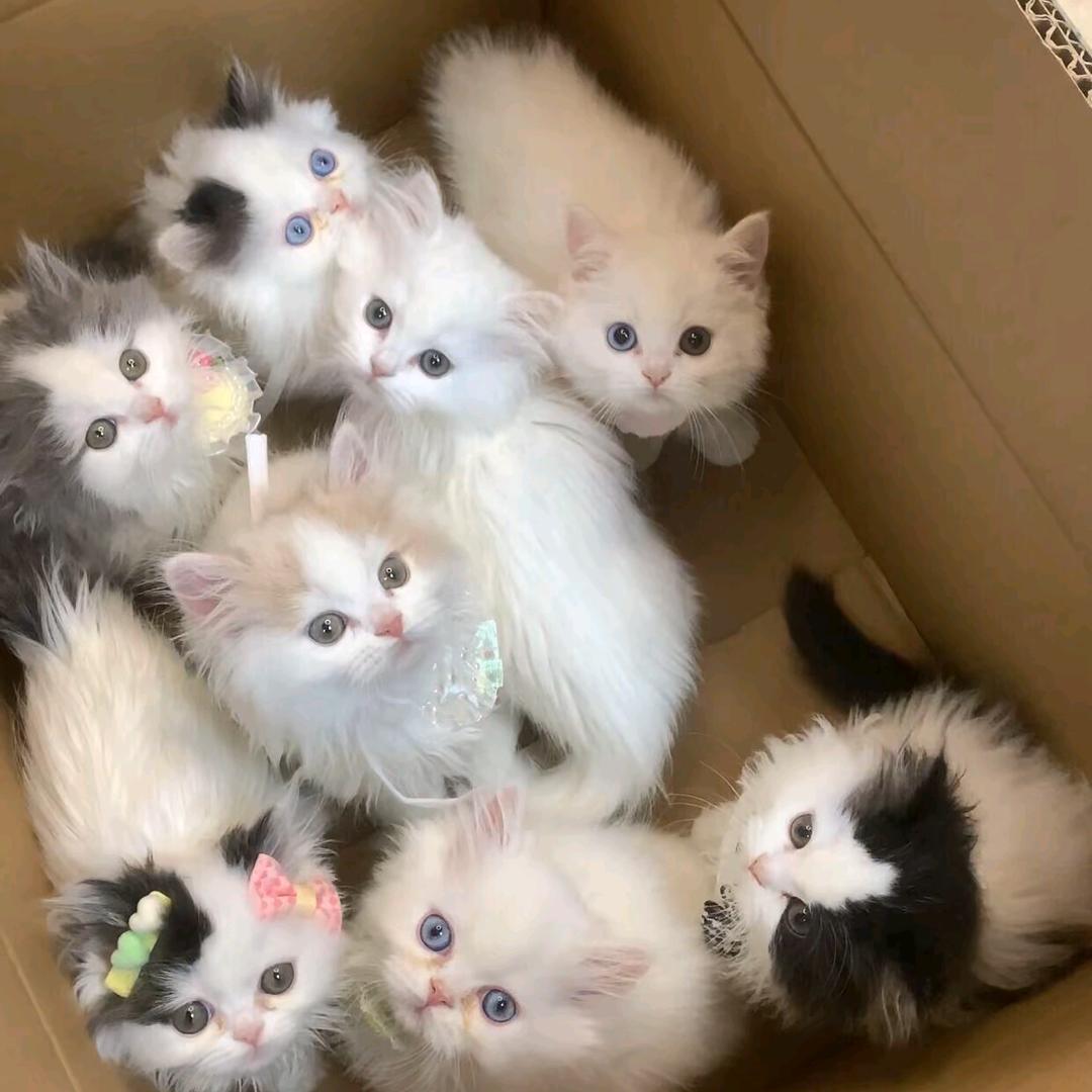 猫小小爱看剧
