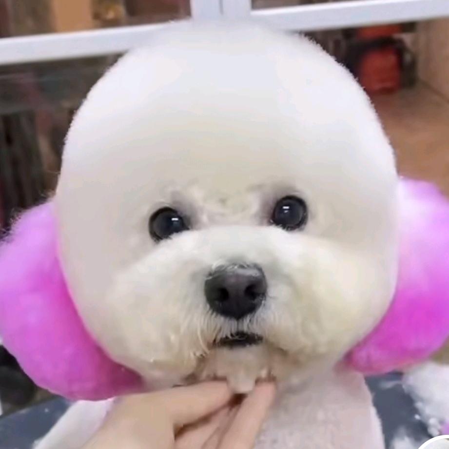梅子姐（积德行善）