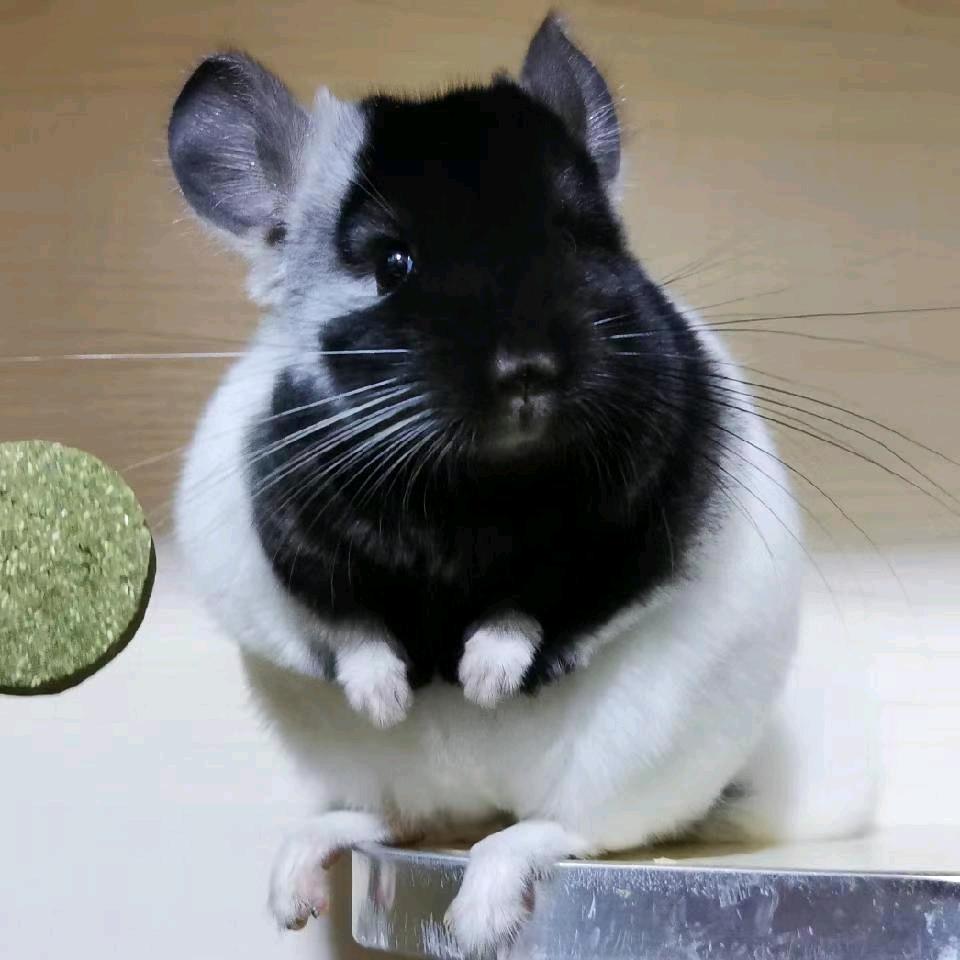 美美龙猫宠物店