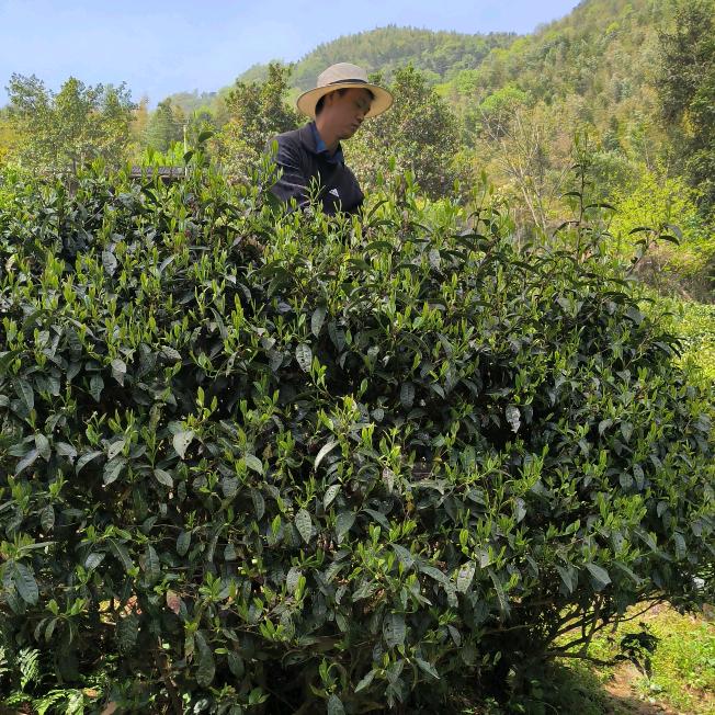 茶农峰哥