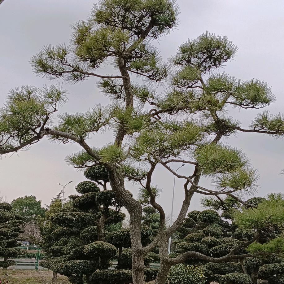 爱玩