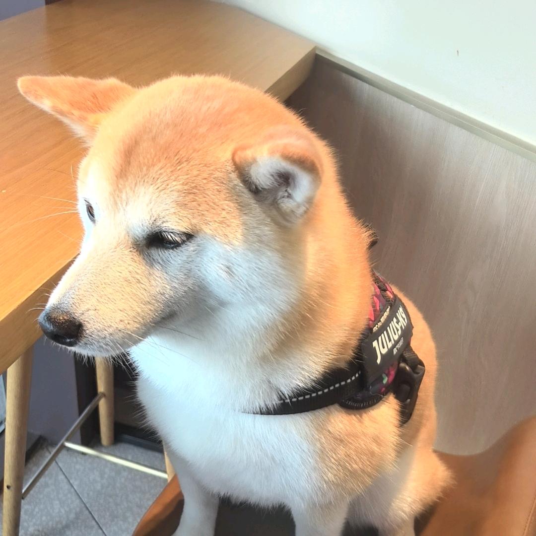 茅坑里的宝石