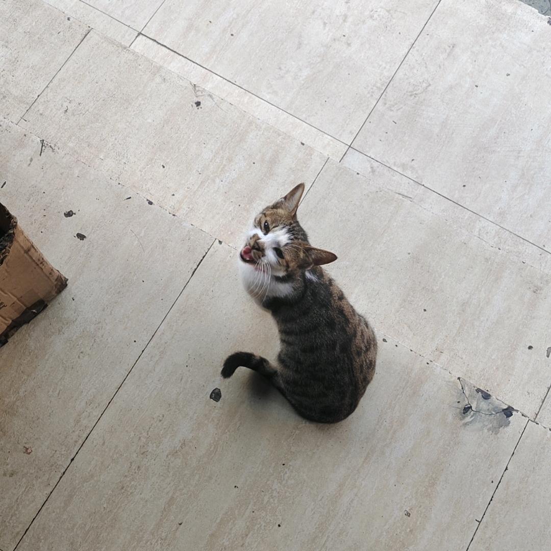 疑是故人归