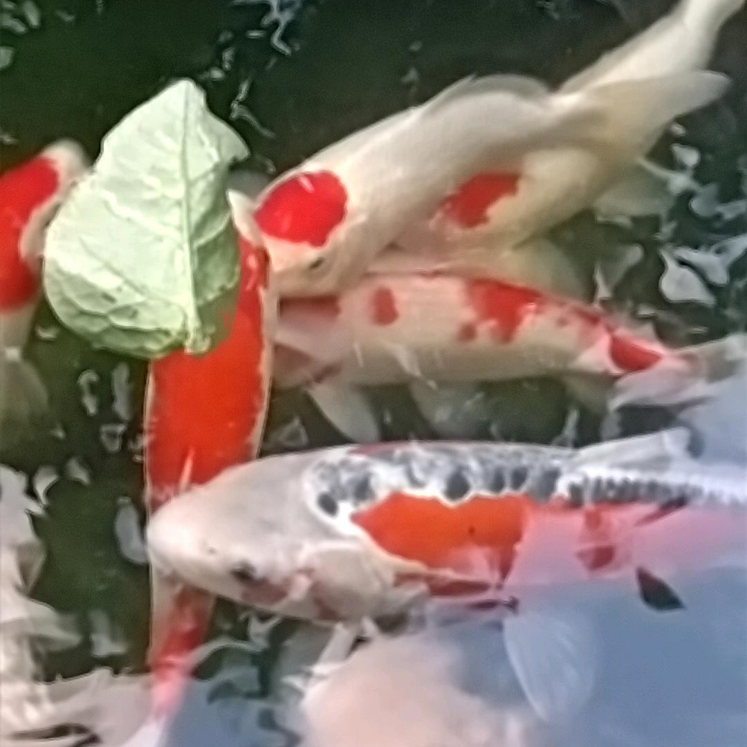 街溜子