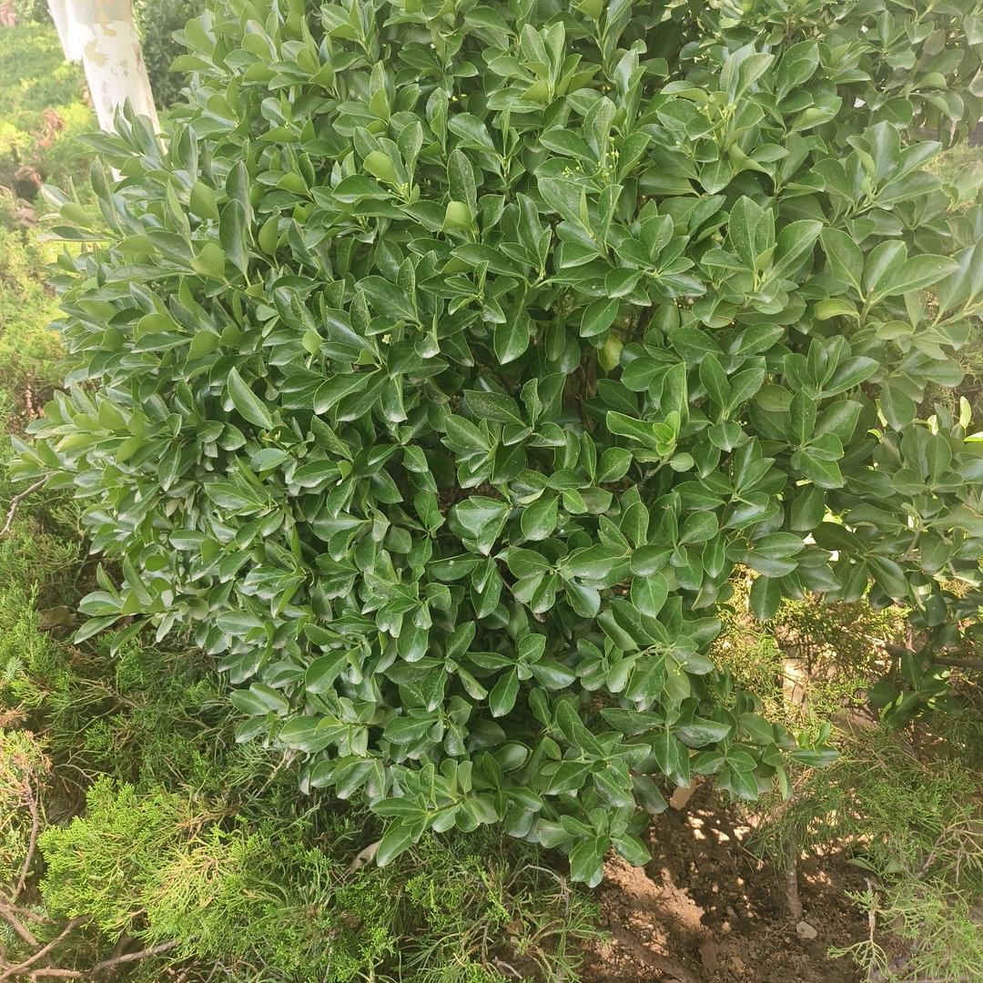 沐瑶
