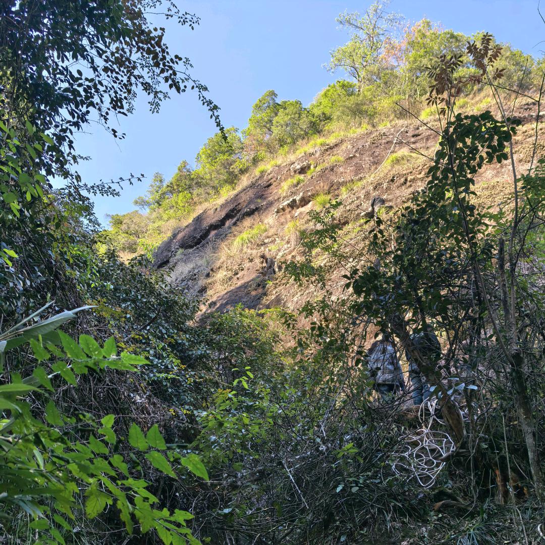 洋子小叶女贞盆景