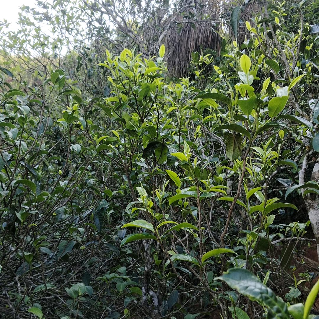 普洱老品种茶