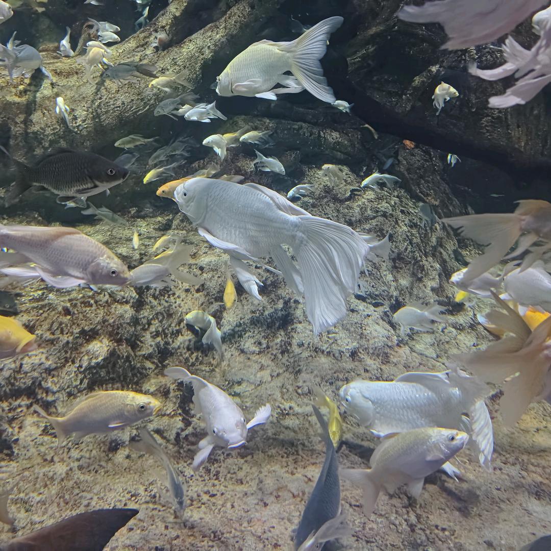 鱼🐟