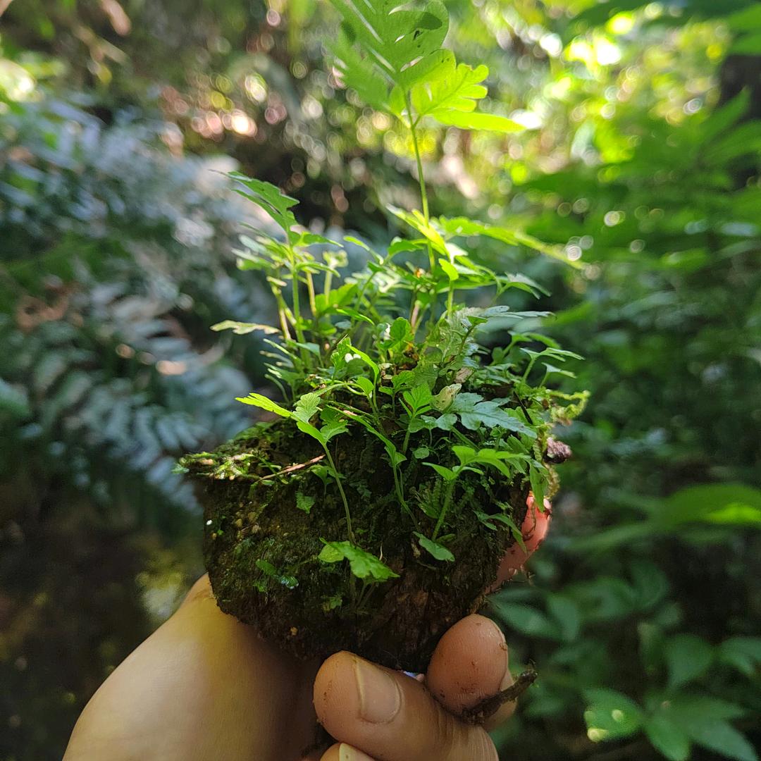 神奇大自然（潘生）