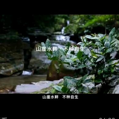 安化章安茶业