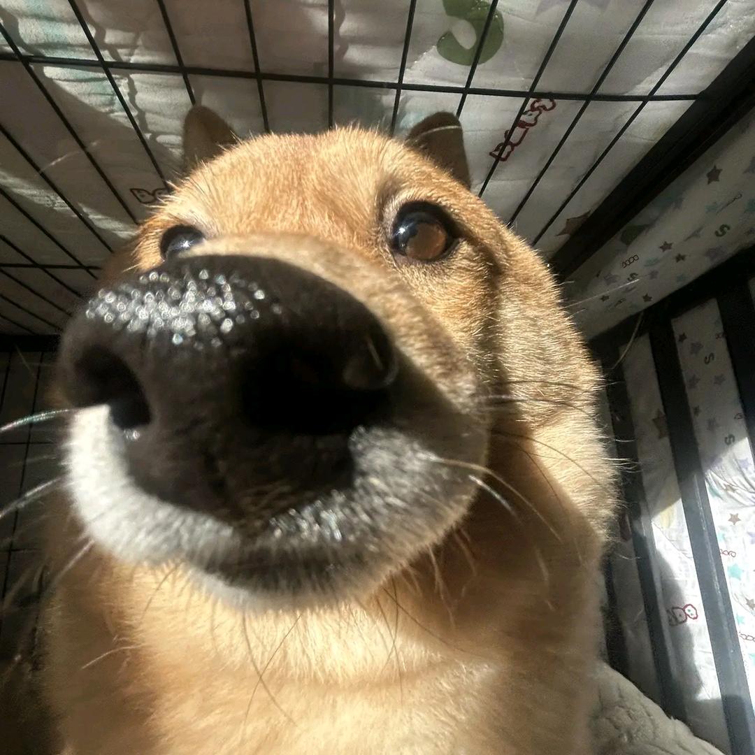 嘻