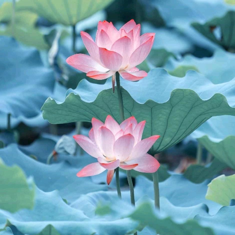 风玲