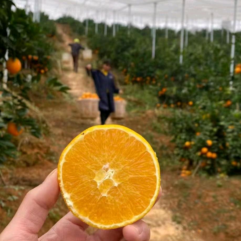 鲜果时光（现摘现发)