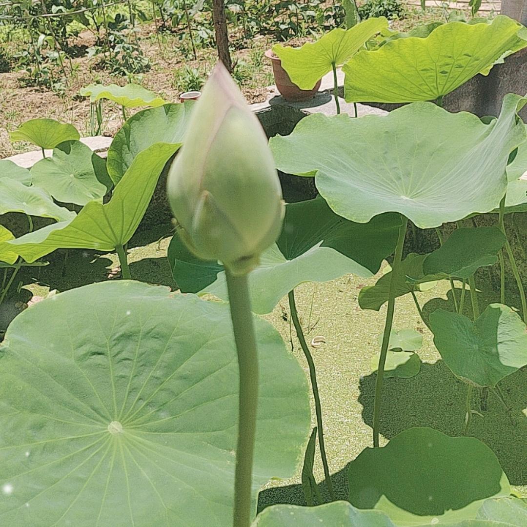 天天优选1