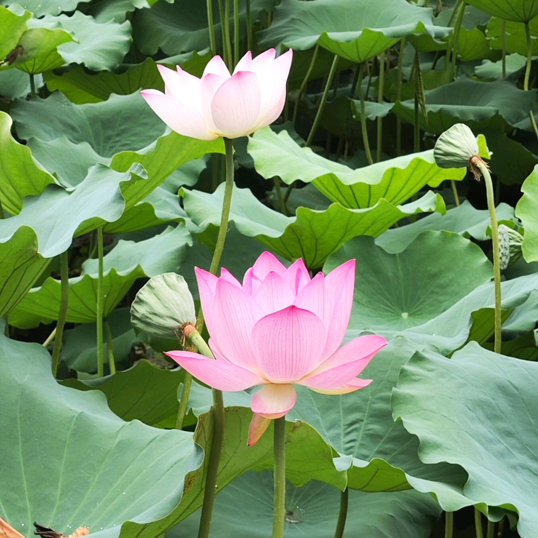 如此坚持