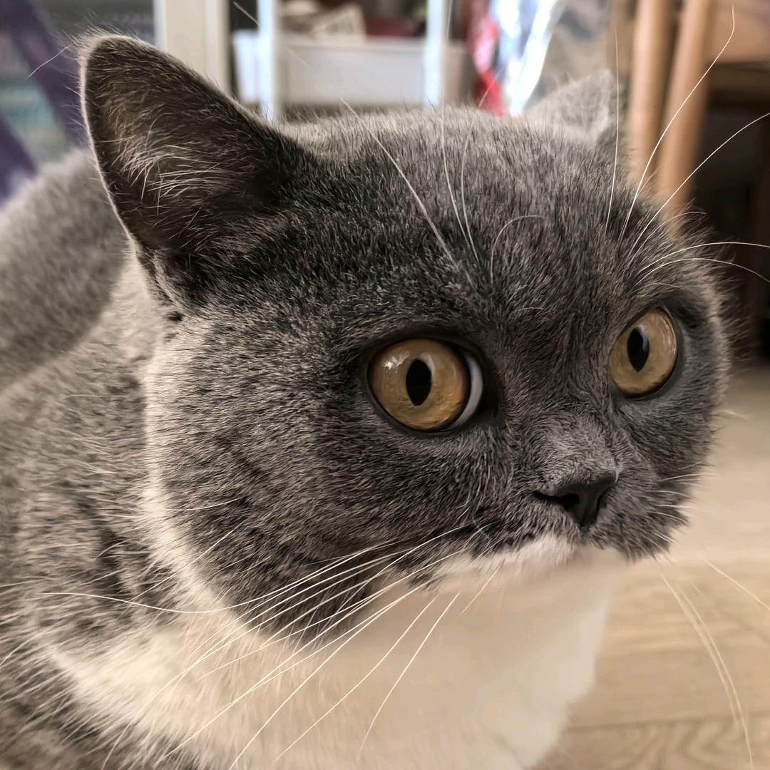 葡萄小丸子