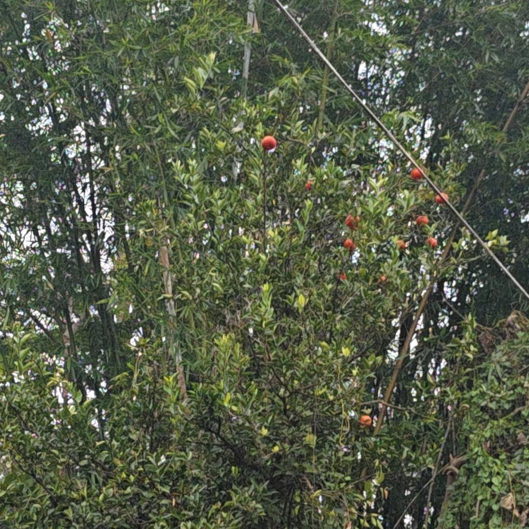 一轮明月挂青天