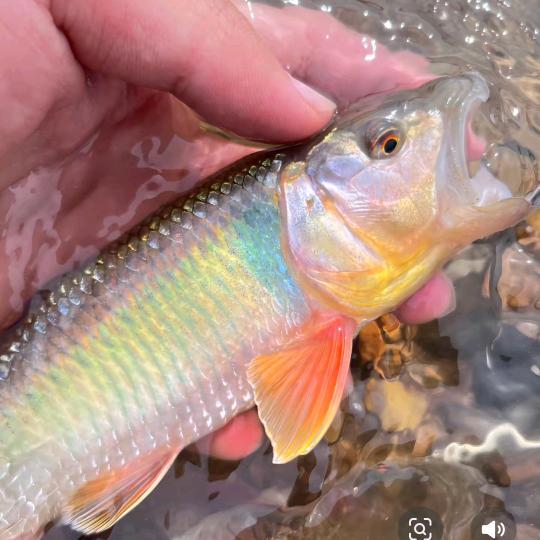 七彩马口专业养殖②
