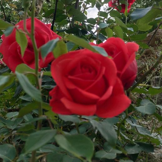 乡村梅子（涨粉……停播学习）