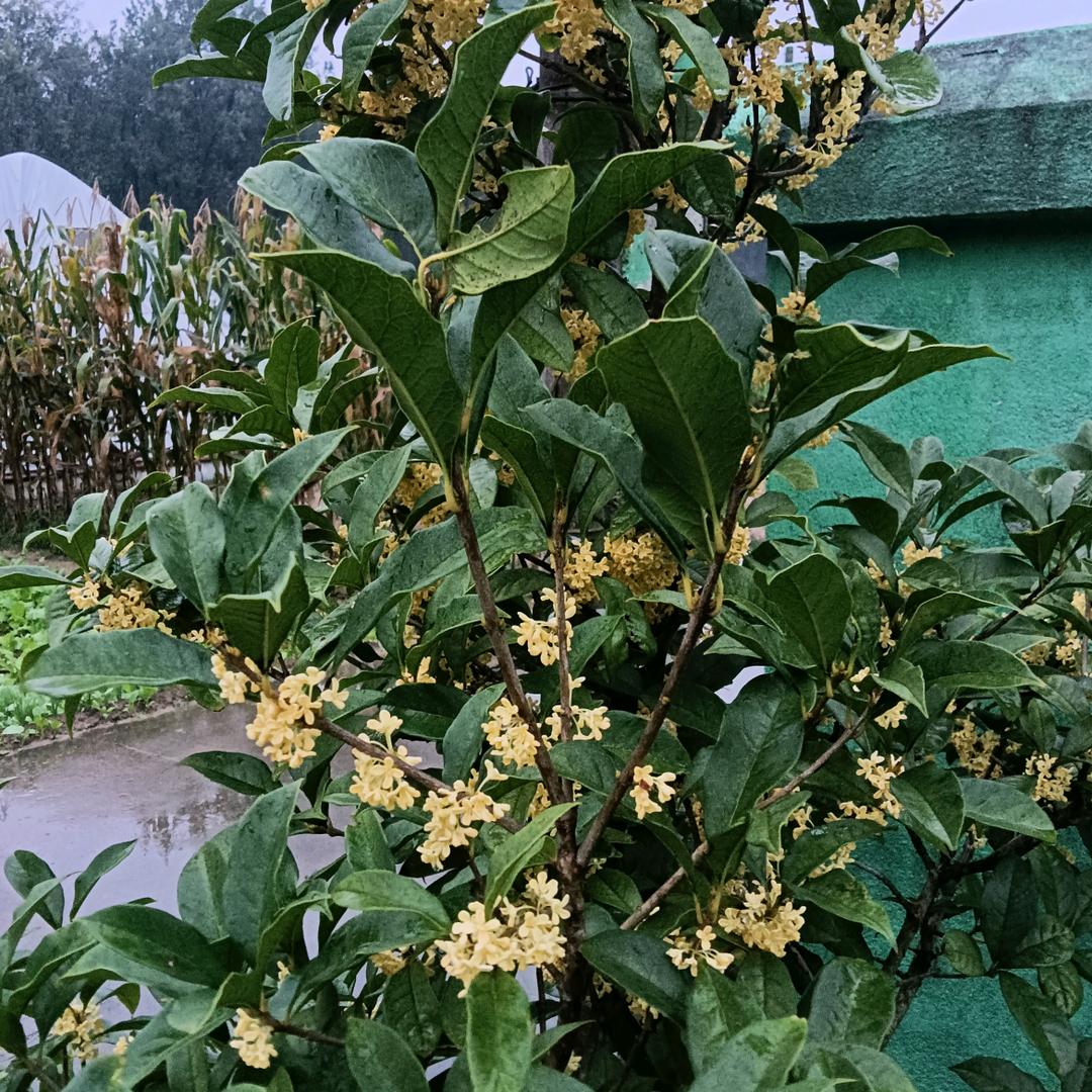 复杂的社会