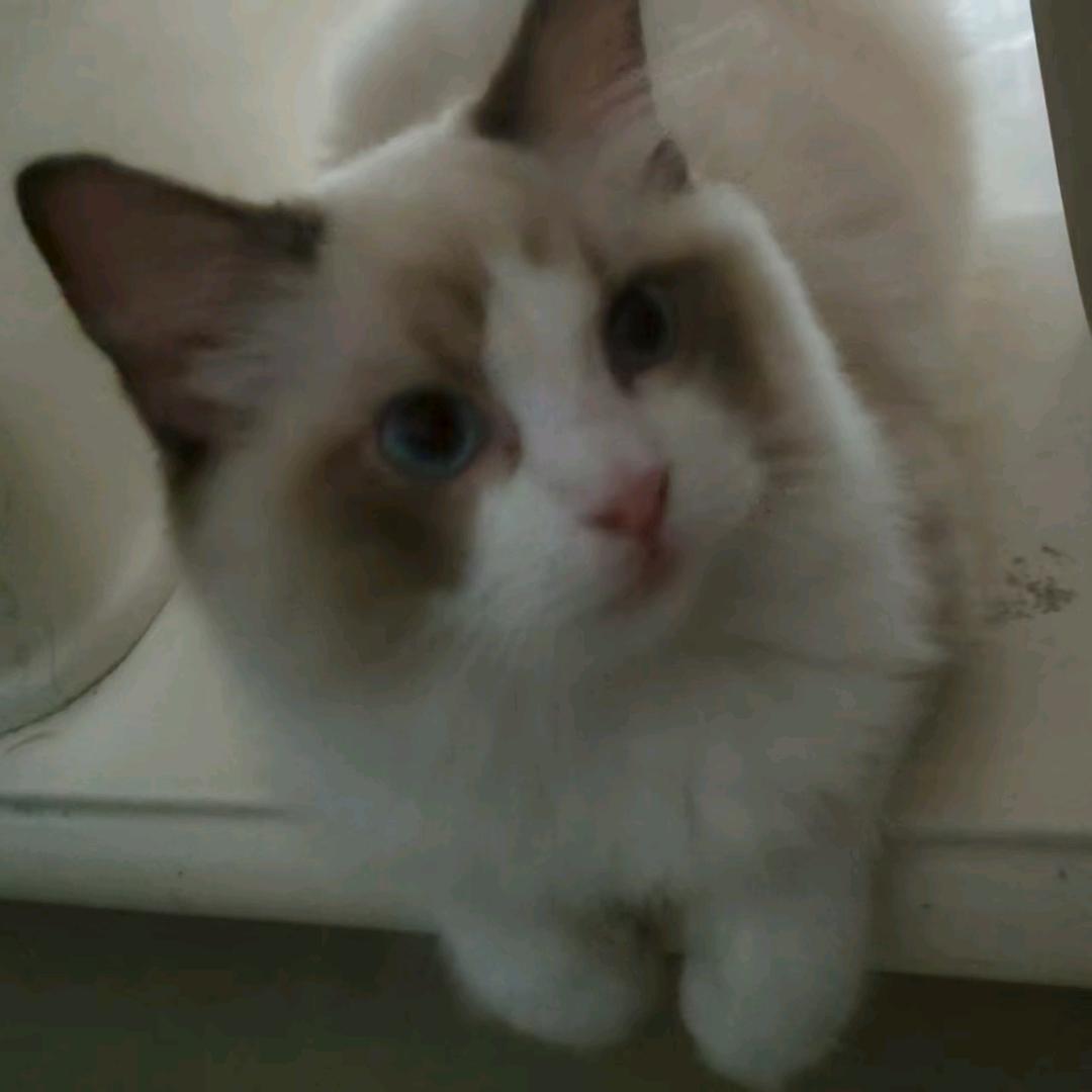 后被称为喵的神