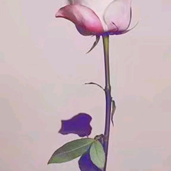 七音社（口琴）