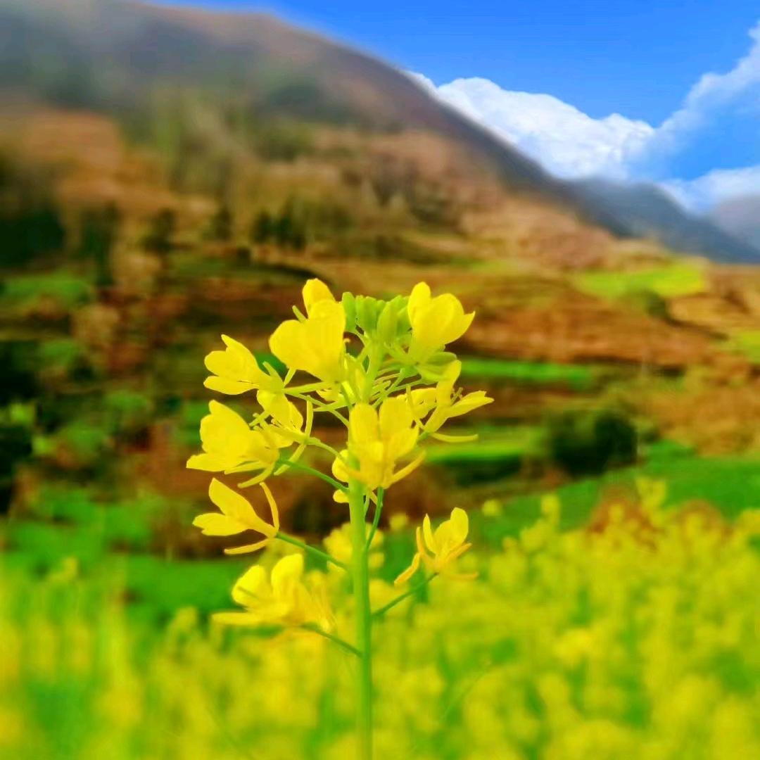 锦上添花