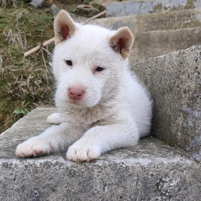 黎平县宏平犬业繁殖基地客服