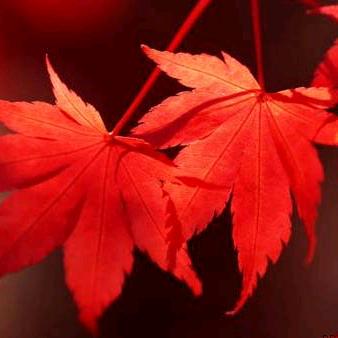 蛇🐍年平安(越来越好)