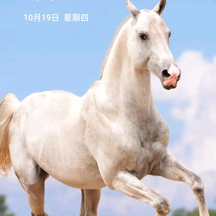 初心不忘（大智若愚马泽群）