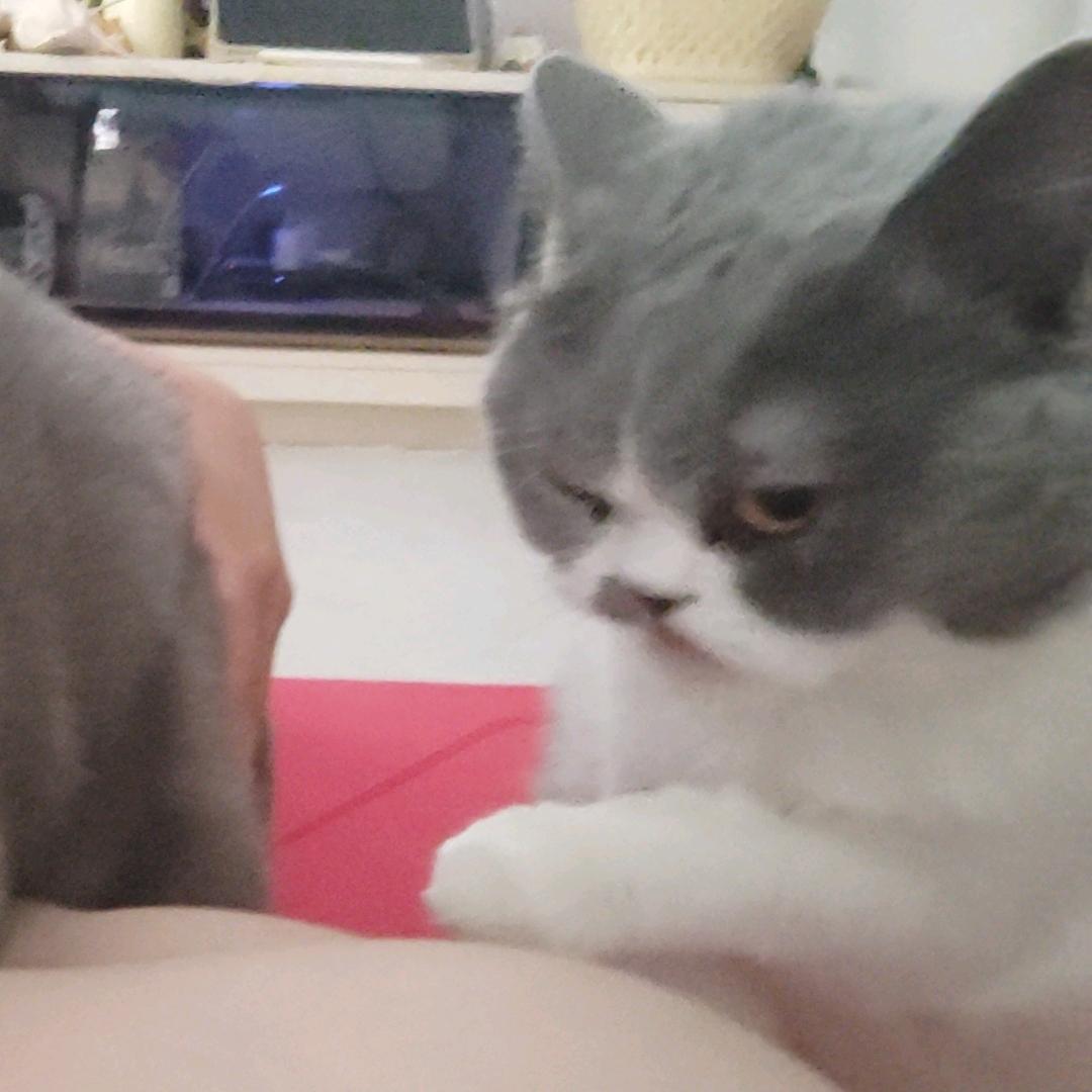 米虫虫