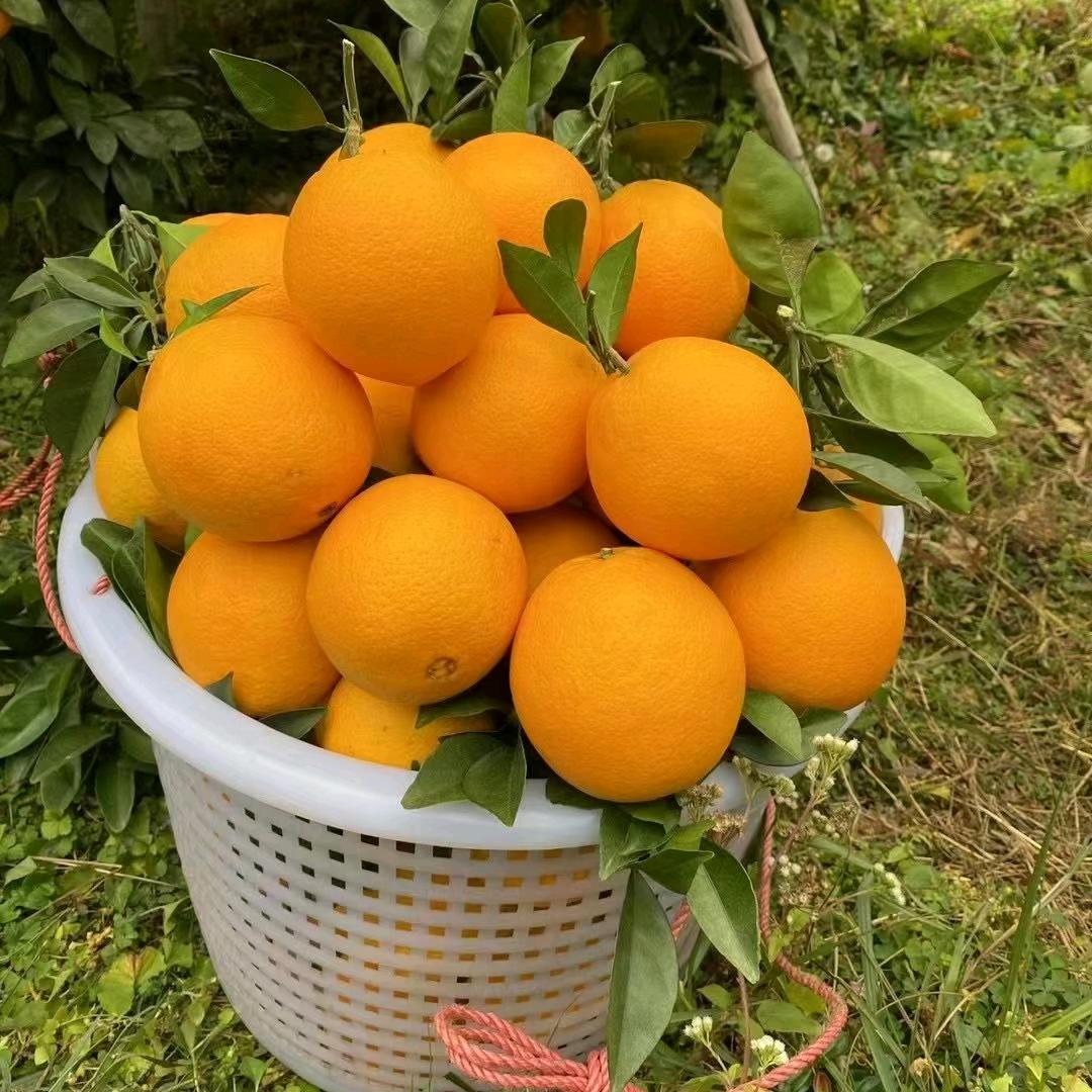 赣南脐橙 小肖