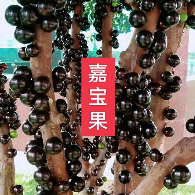 江少嘉宝果园艺