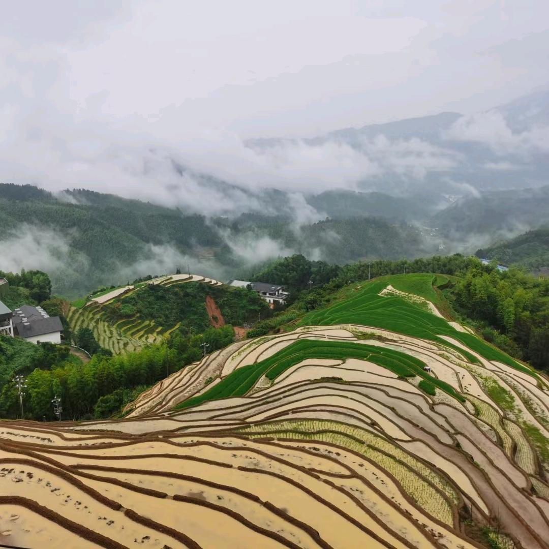 扶桑饮冰