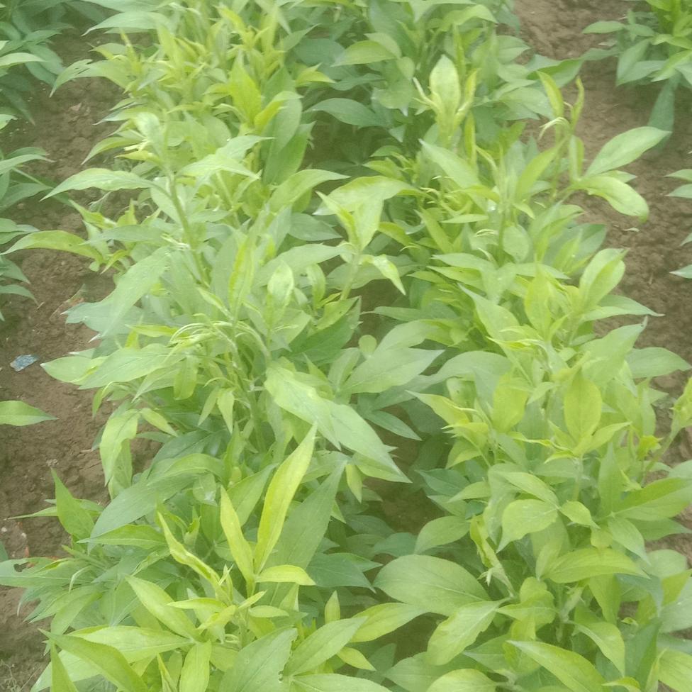 种植王，(王百万)