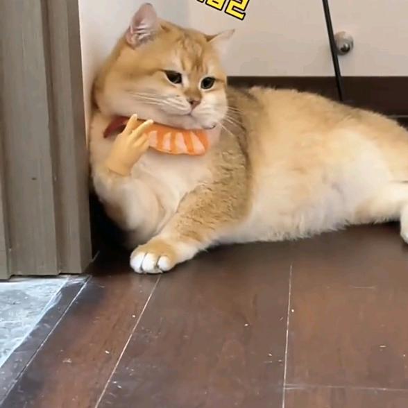 瞄瞄瞄，瞄莫比瞄