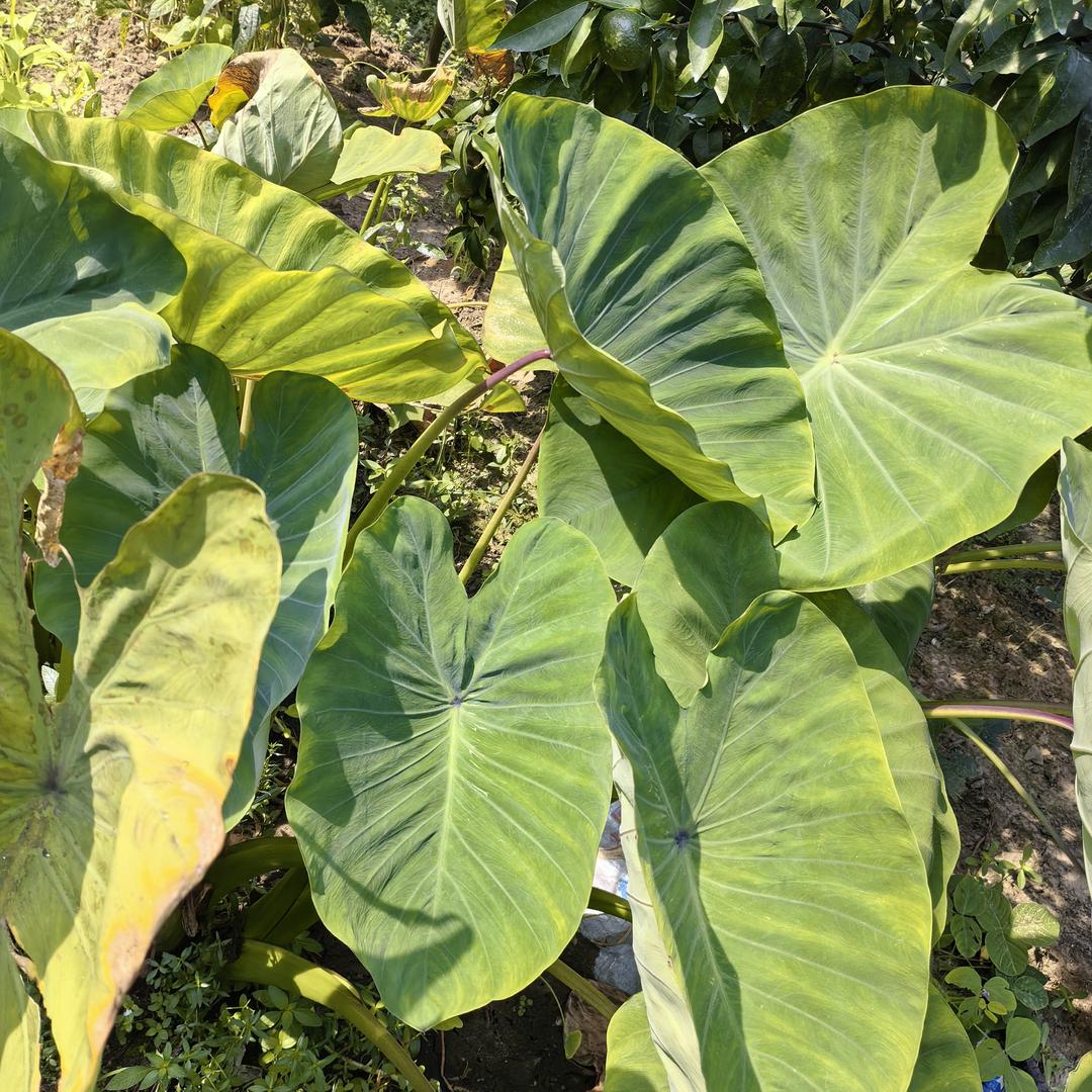 新新土特产水果店
