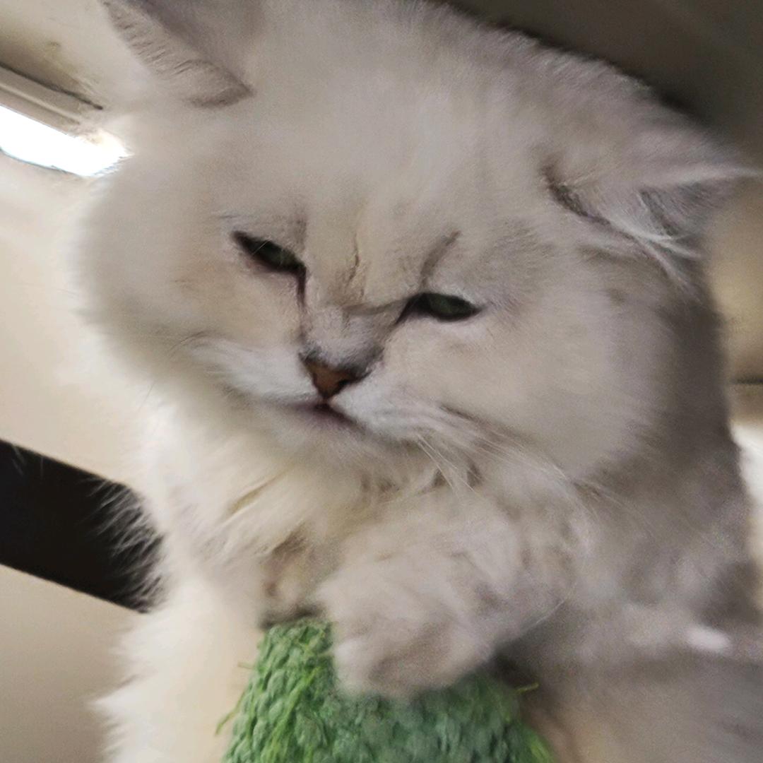 小夏在德阳领克