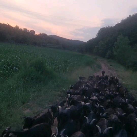 长年出售，粉面，粉油，小浆长子西堡头村