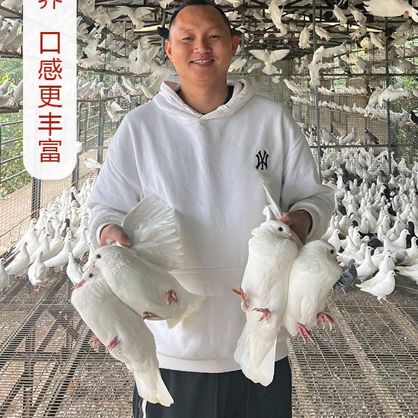 梦一的鸽子土鸡小铺