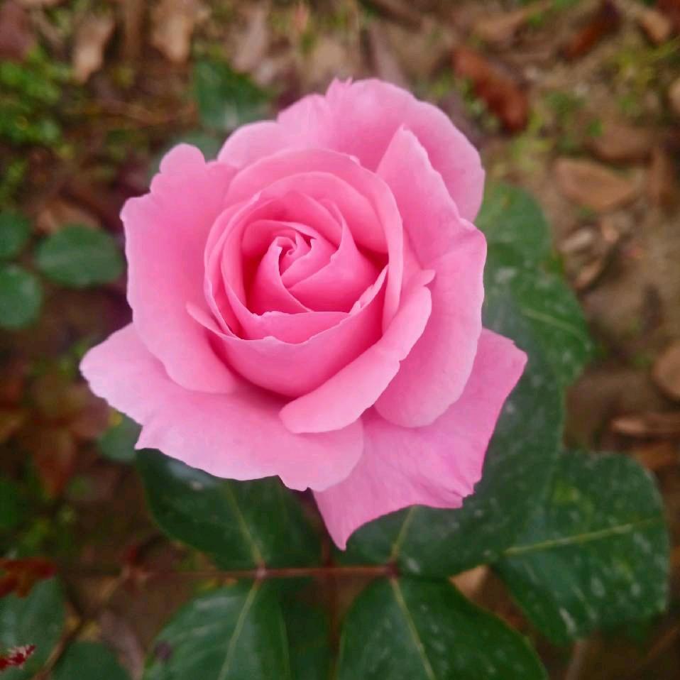 芬姐姐
